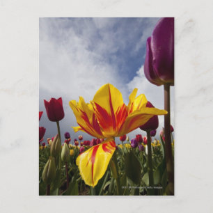 Nahes Up bunter blühender Tulpen in Oregon Postkarte