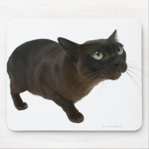 Nahes up einer Katze 2 Mousepad