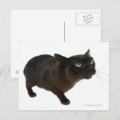 Nahes up einer Katze 2 Postkarte (Vorne/Hinten)