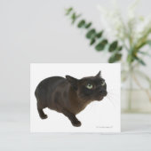 Nahes up einer Katze 2 Postkarte (Stehend Vorderseite)