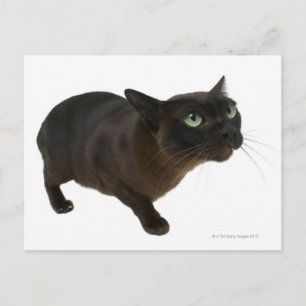 Nahes up einer Katze 2 Postkarte