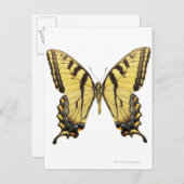 Nahes Up eines Schmetterlings 2 Postkarte (Vorne/Hinten)