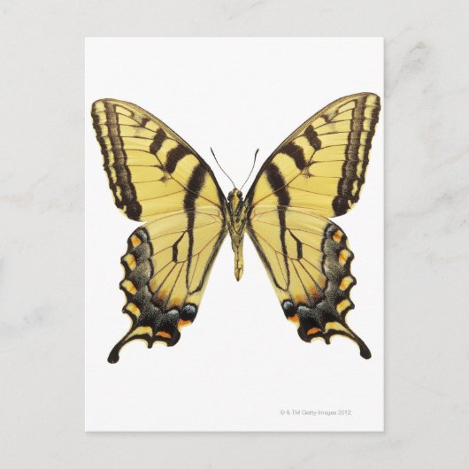 Nahes Up eines Schmetterlings 2 Postkarte (Vorderseite)