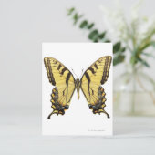 Nahes Up eines Schmetterlings 2 Postkarte (Stehend Vorderseite)