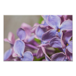 Nahes Up-Lilac-Blumenbild Fotodruck