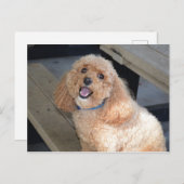 Nahes Up Niedlich Cockapoo Hund lächeln an Kamera Postkarte (Vorne/Hinten)