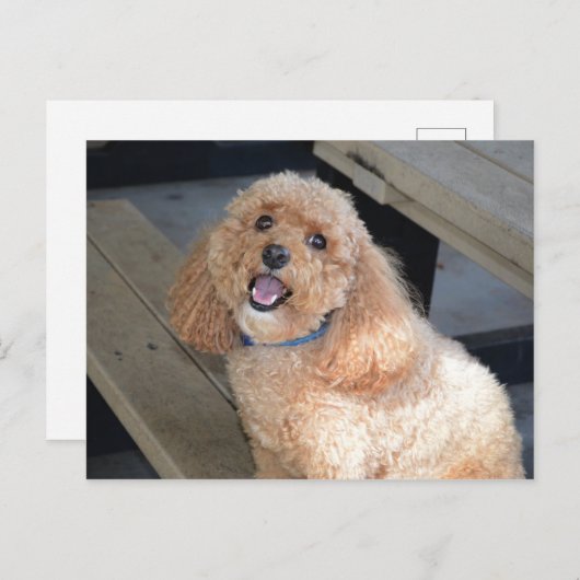 Nahes Up Niedlich Cockapoo Hund lächeln an Kamera Postkarte (Vorne/Hinten)