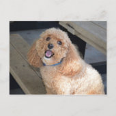 Nahes Up Niedlich Cockapoo Hund lächeln an Kamera Postkarte (Vorderseite)