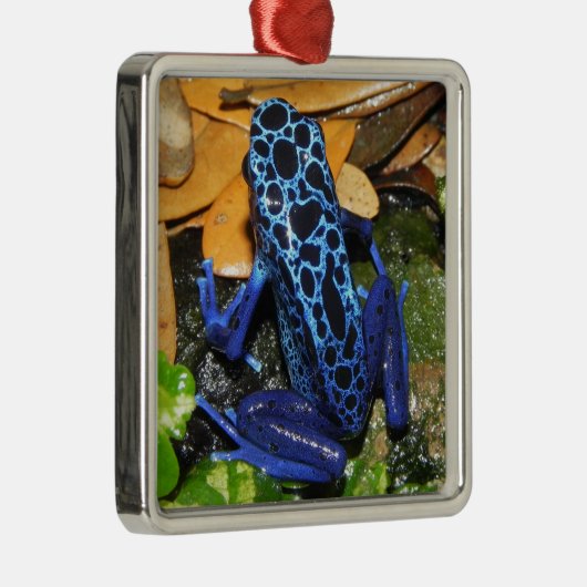 Nahes Up of a Blue Poision Dart Frog Ornament Aus Metall (Rechts)