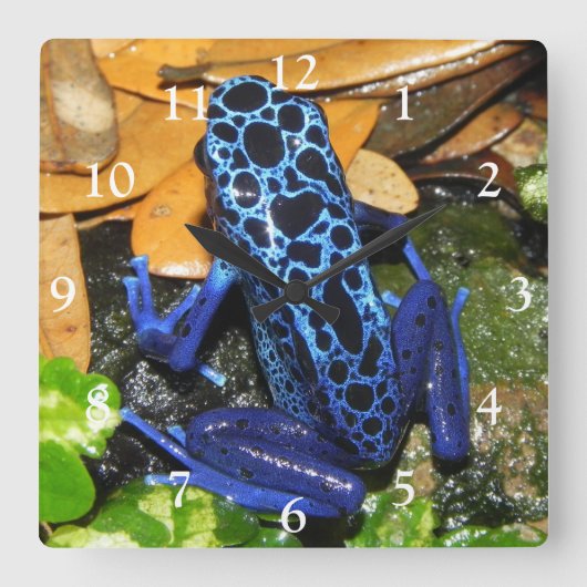 Nahes Up of a Blue Poision Dart Frog Quadratische Wanduhr (Vorderseite)