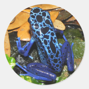 Nahes Up of a Blue Poision Dart Frog Runder Aufkleber