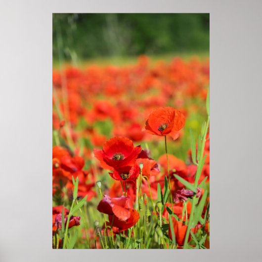 Nahes up of a Poppy field, Frankreich Poster (Vorne)