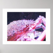 Nahes Up of a Spider crab Poster (Vorne)
