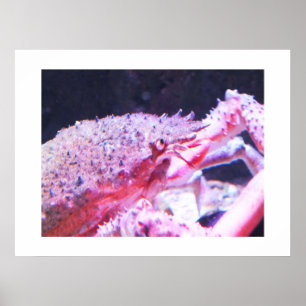 Nahes Up of a Spider crab Poster