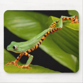 Nahes Up of a Tiger Leg Monkey Tree Frog Mousepad