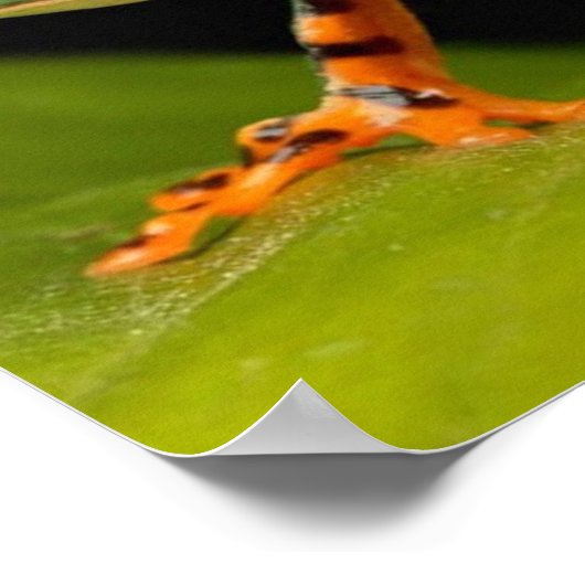 Nahes Up of a Tiger Leg Monkey Tree Frog Poster (Ecke)