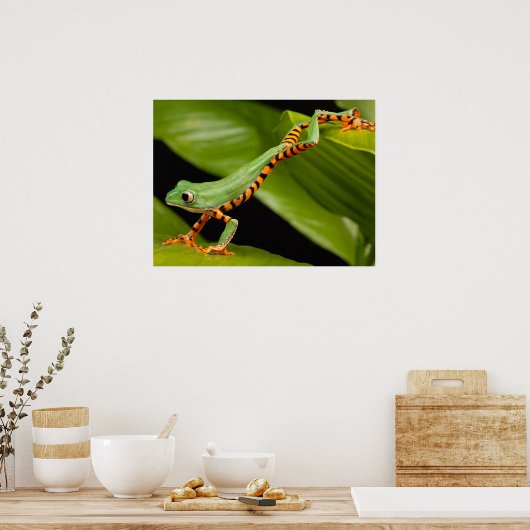 Nahes Up of a Tiger Leg Monkey Tree Frog Poster (Küche)