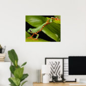 Nahes Up of a Tiger Leg Monkey Tree Frog Poster (Heimbüro)