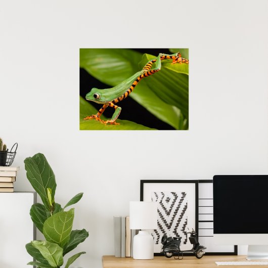 Nahes Up of a Tiger Leg Monkey Tree Frog Poster (Heimbüro)