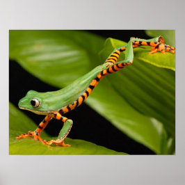 Nahes Up of a Tiger Leg Monkey Tree Frog Poster