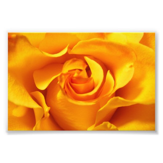 Nahes Up of a Yellow Rose Fotodruck (Vorne)