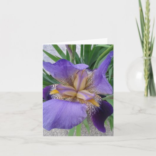 Nahes up of Blooming Iris Blume Karte (Vorderseite)