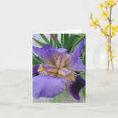 Nahes up of Blooming Iris Blume Karte (Gelbe Blume)