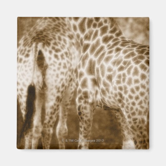 Nahes Up of Giraffes Krüger National Park South Magnet (Vorne)