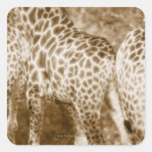 Nahes Up of Giraffes Krüger National Park South Quadratischer Aufkleber