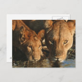 Nahes up of Lioness (Panthera leo) und cub Postkarte (Vorne/Hinten)