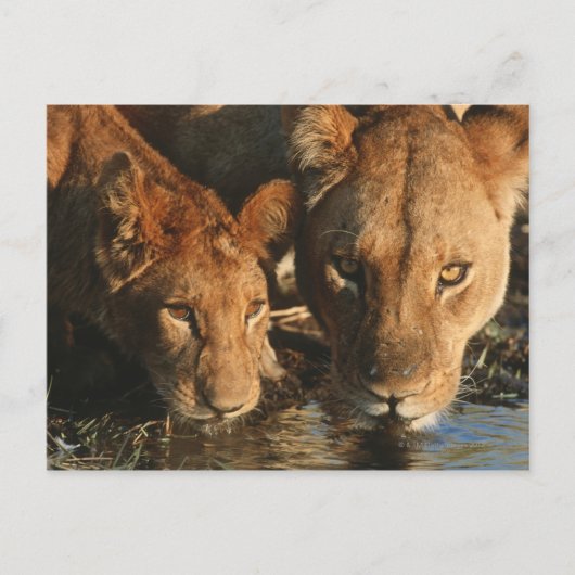 Nahes up of Lioness (Panthera leo) und cub Postkarte (Vorderseite)
