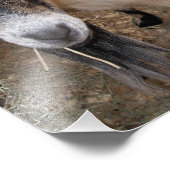 Nahes Up von Billy Goat Eating Hay Fotodruck (Ecke)