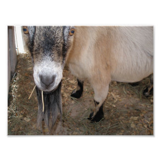 Nahes Up von Billy Goat Eating Hay Fotodruck