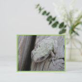 Nahes Up-White-Tree-Frog Postkarte (Stehend Vorderseite)
