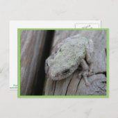 Nahes Up-White-Tree-Frog Postkarte (Vorne/Hinten)