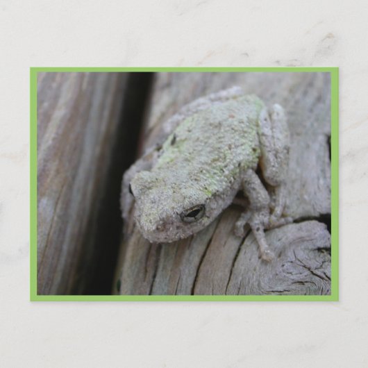 Nahes Up-White-Tree-Frog Postkarte (Vorderseite)