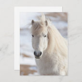 Nahes, weißes isländisches Pferd Postkarte (Vorne/Hinten)