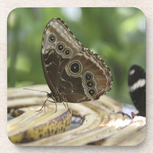 Nahrung für Schmetterlinge Untersetzer (Vorderseite)