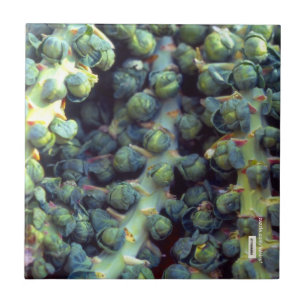 Nahrungskette Fliese