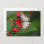 Naht des weißen Schmetterlings Postkarte (Vorne/Hinten)