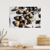 NAIL-Muscheln Poster (Küche)