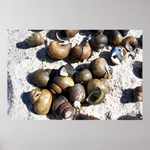 NAIL-Muscheln Poster