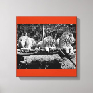 Nairobi Lions - B&W Leinwanddruck