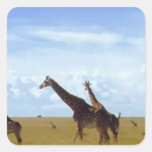 Nairobi-Nationalpark Giraffen Quadratischer Aufkleber