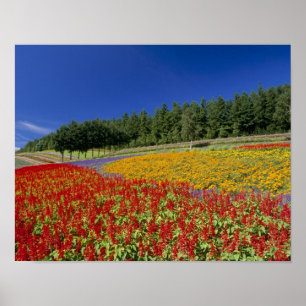 Nakafurano, Sorachi, Hokkaido, Japan Poster