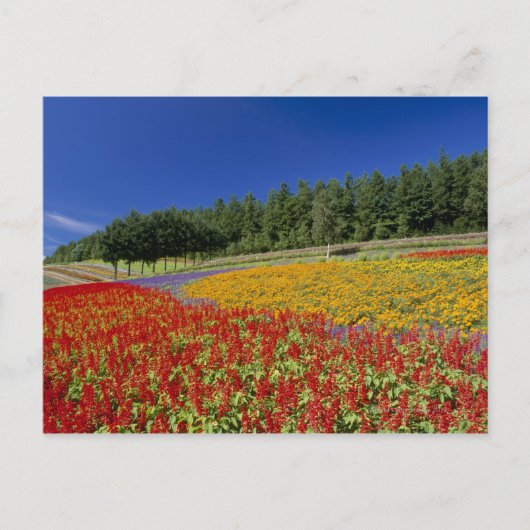 Nakafurano, Sorachi, Hokkaido, Japan Postkarte (Vorderseite)