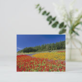 Nakafurano, Sorachi, Hokkaido, Japan Postkarte (Stehend Vorderseite)