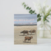 Nakuru-See/Kenia Postkarte (Stehend Vorderseite)