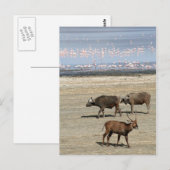 Nakuru-See/Kenia Postkarte (Vorne/Hinten)