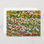Namaqualand Daises Postkarte (Vorne/Hinten)